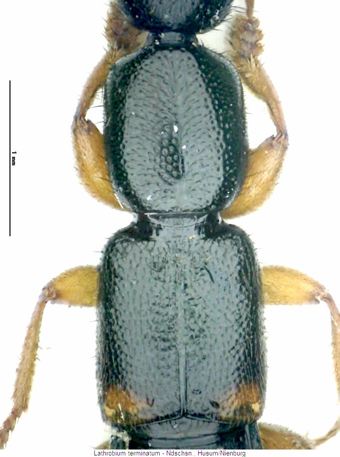 lathrobium_terminatum_vk.jpg