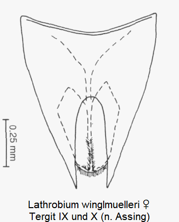lathrobium_winglmuelleri_w_ter.gif