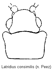 latridius_consimilis_vk.gif