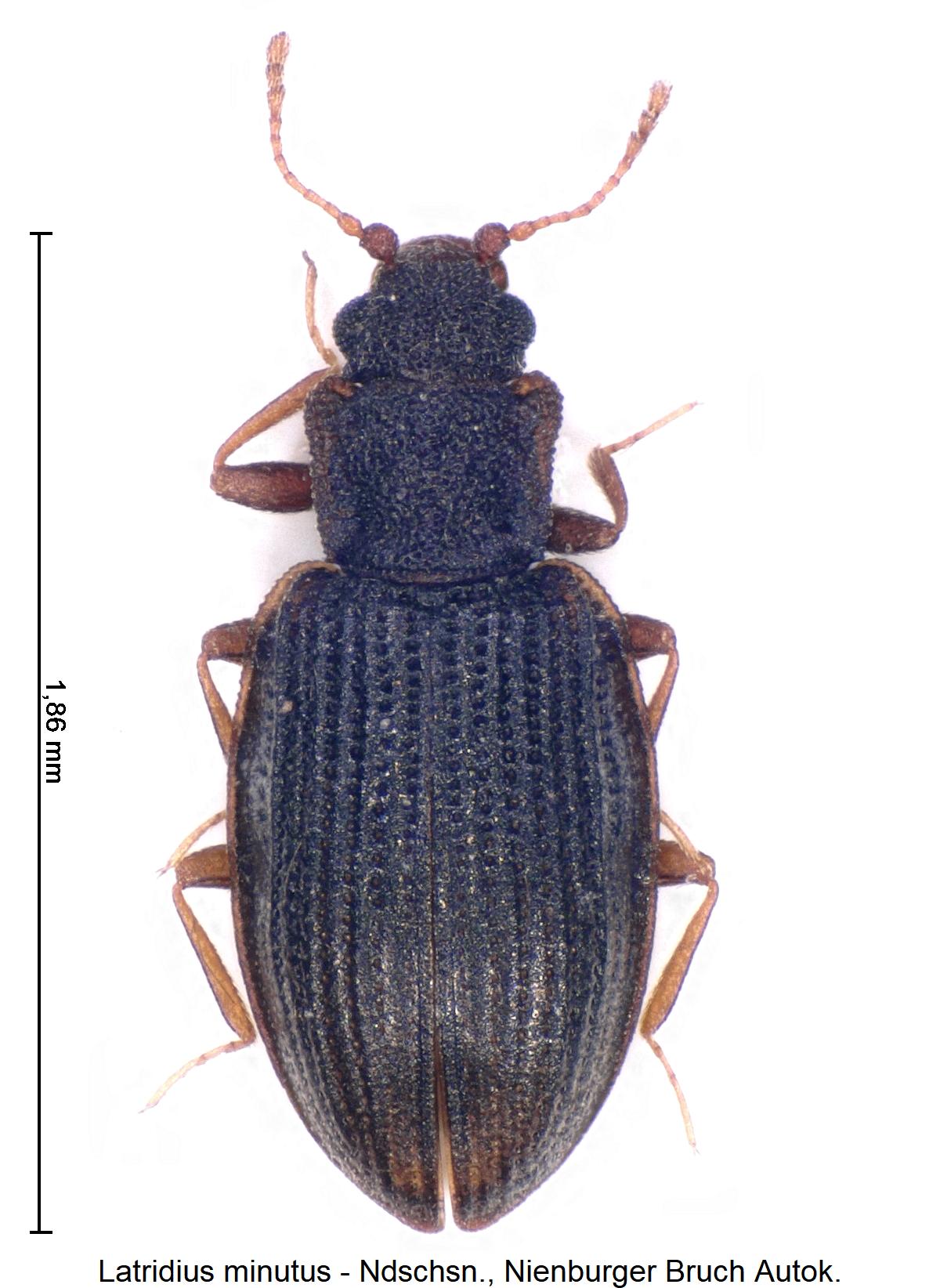 latridius_minutus_hab.jpg