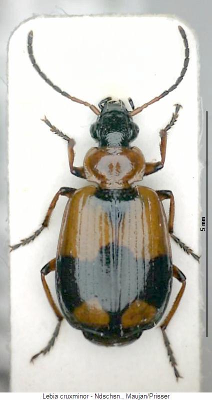 lebia_cruxminor_hab.jpg