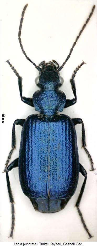 lebia_punctata_hab.jpg
