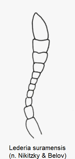 lederia_suramensis_f.gif