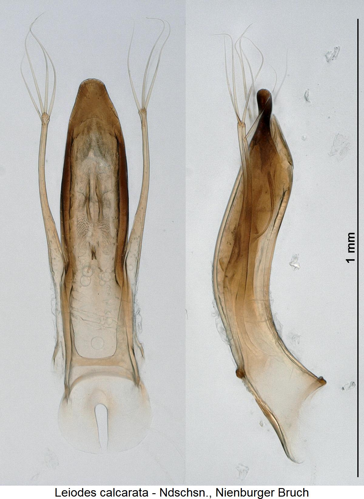 leiodes_calcarata3.jpg