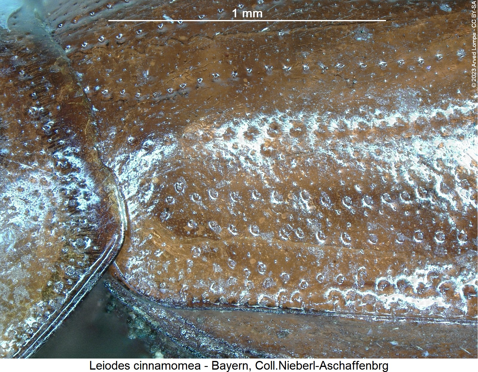 leiodes_cinnamomea_hum.jpg