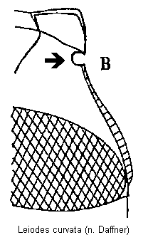 leiodes_curvata_mbr_b.gif