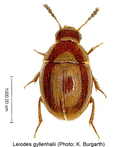 leiodes_gyllenhalii_hab.jpg