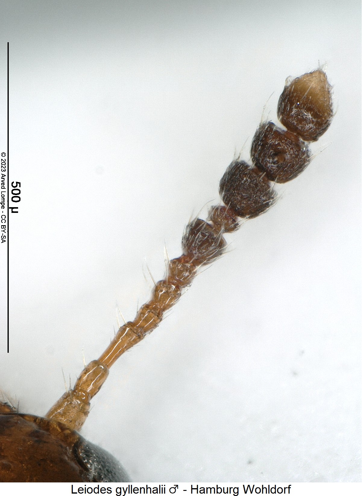 leiodes_gyllenhalii_m_f.jpg