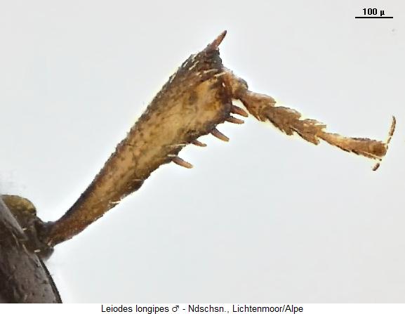 leiodes_longipes_vschn.jpg