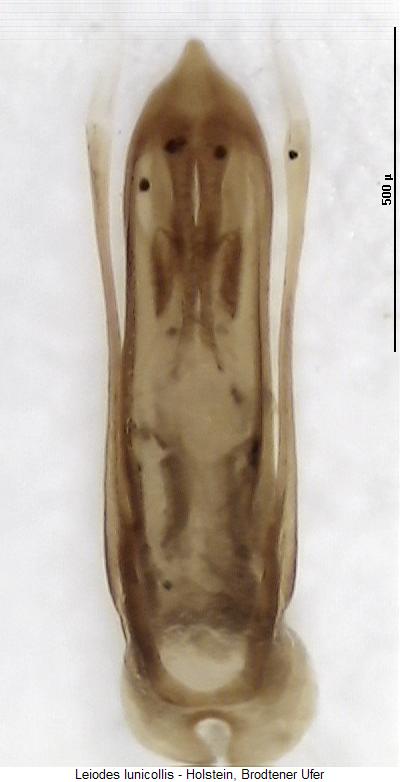 leiodes_lunicollis.jpg
