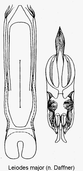 leiodes_major.gif
