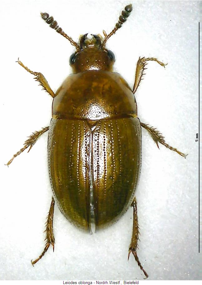 leiodes_oblonga_hab.jpg