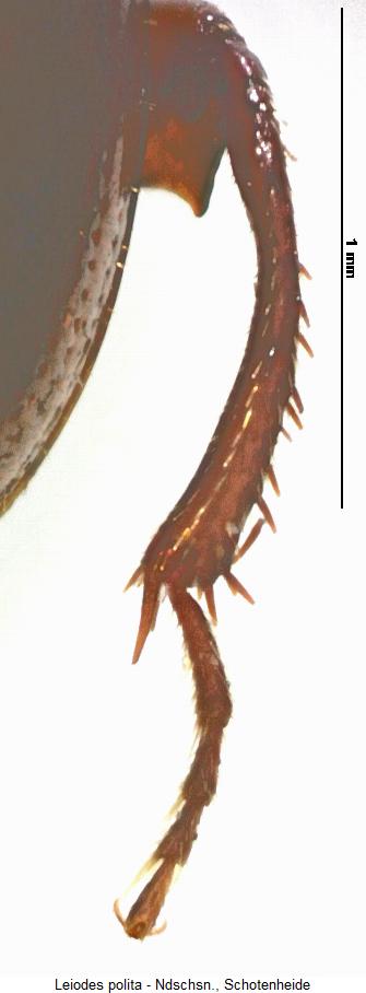 leiodes_polita_hb.jpg