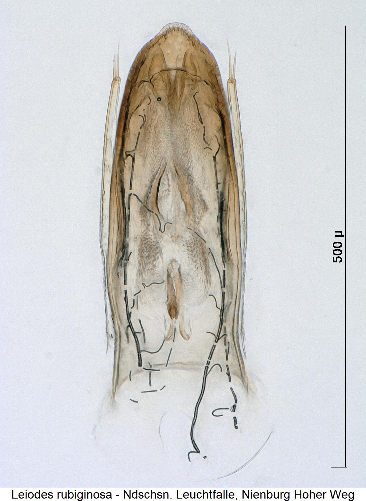 leiodes_rubiginosa1.jpg