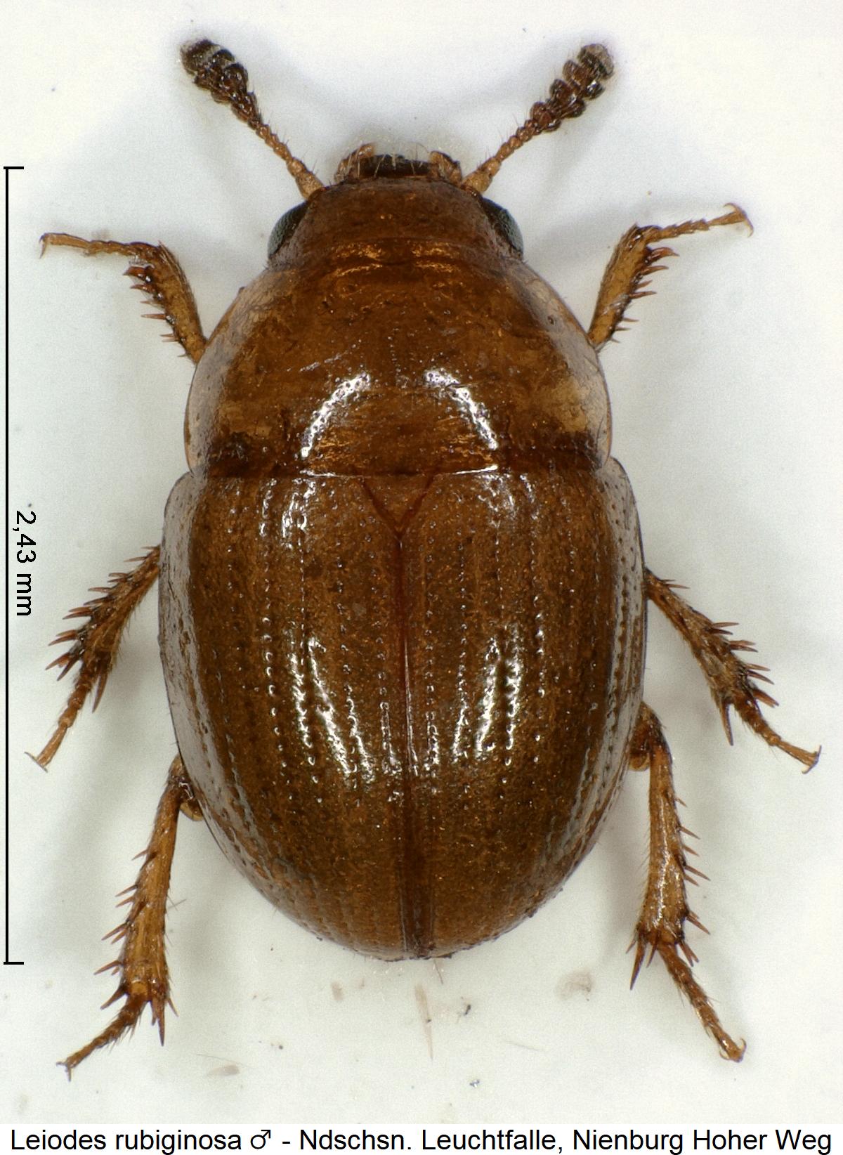 leiodes_rubiginosa_m_hab.jpg
