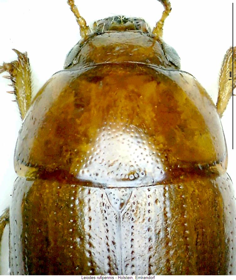 leiodes_rufipennis_vk.jpg