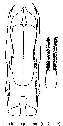 leiodes_strigipennis.gif