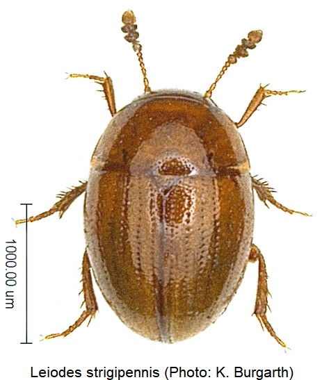 leiodes_strigipennis_hab.jpg