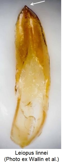 leiopus_linnei.jpg