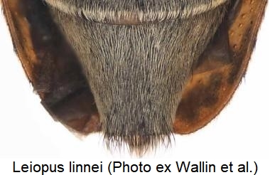 leiopus_linnei_sternit.jpg