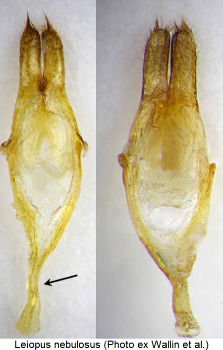 leiopus_nebulosus_param.jpg