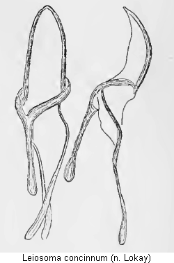 leiosoma_concinnum.gif