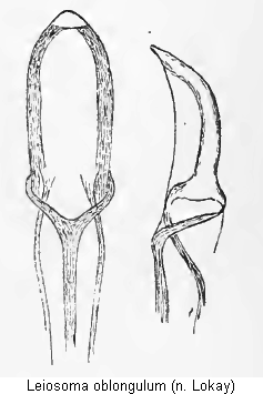 leiosoma_oblongulum.gif