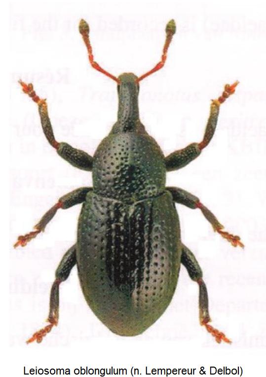 leiosoma_oblongulum_hab1.jpg