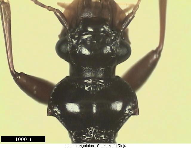 leistus_angulatus_vk.jpg