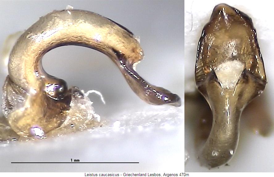 leistus_caucasicus.jpg