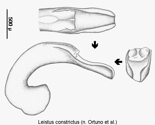 leistus_constrictus.gif