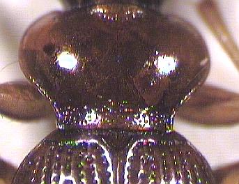 leistus_ferrugineus_hsch.jpg