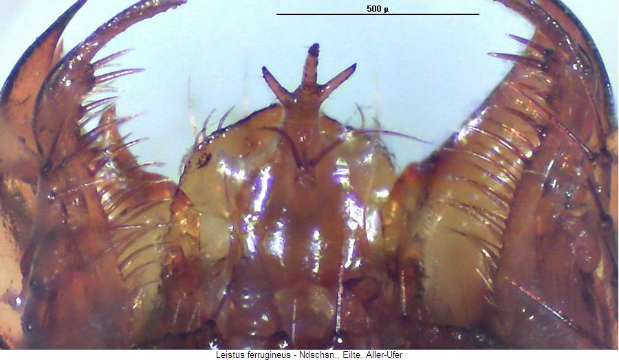 leistus_ferrugineus_kus.jpg