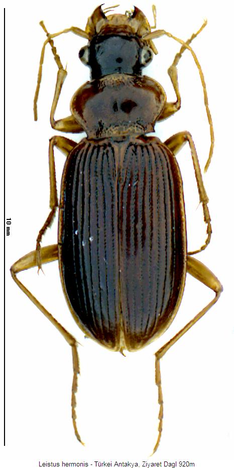 leistus_hermonis_hab.jpg