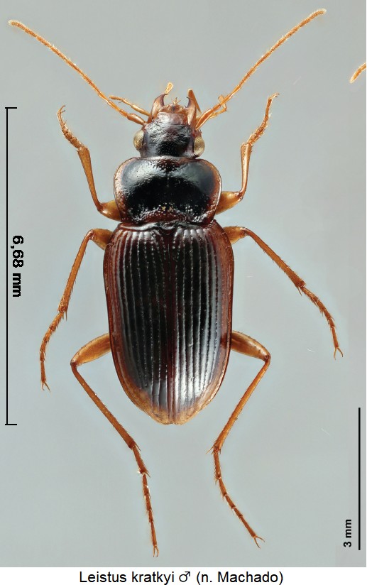 leistus_kratkyi_m_hab.jpg