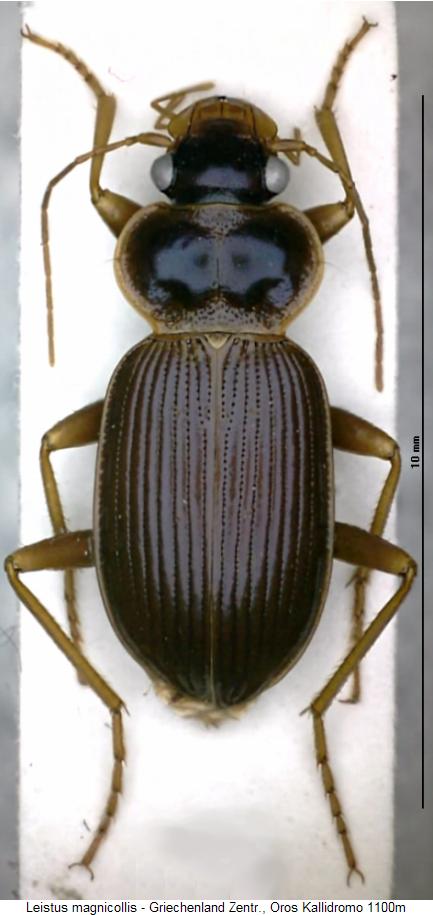 leistus_magnicollis_hab.jpg