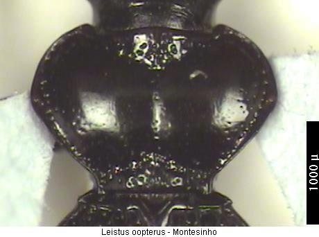 leistus_oopterus_hsch.jpg