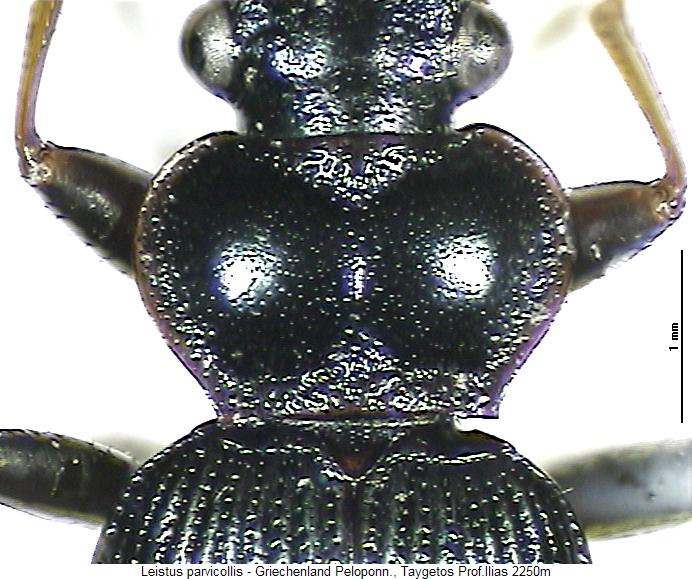 leistus_parvicollis_vk.jpg