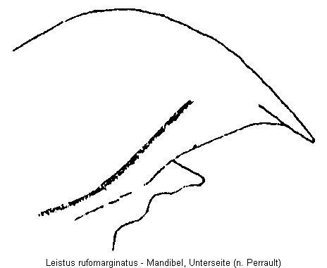 leistus_rufomarginatus_mandibel.gif