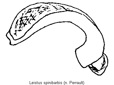 leistus_spinibarbis.gif