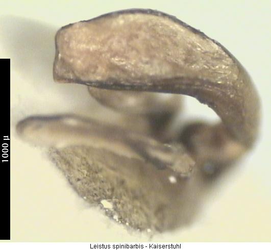leistus_spinibarbis.jpg