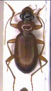 leistus_terminatus_hab.jpg