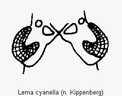 lema_cyanella_k.gif