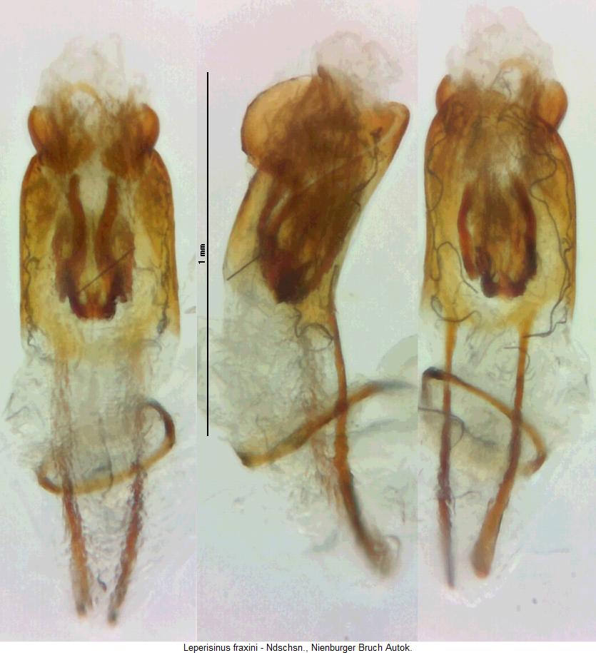 leperisinus_fraxini2.jpg