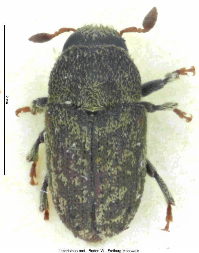 leperisinus_orni_hab1.jpg