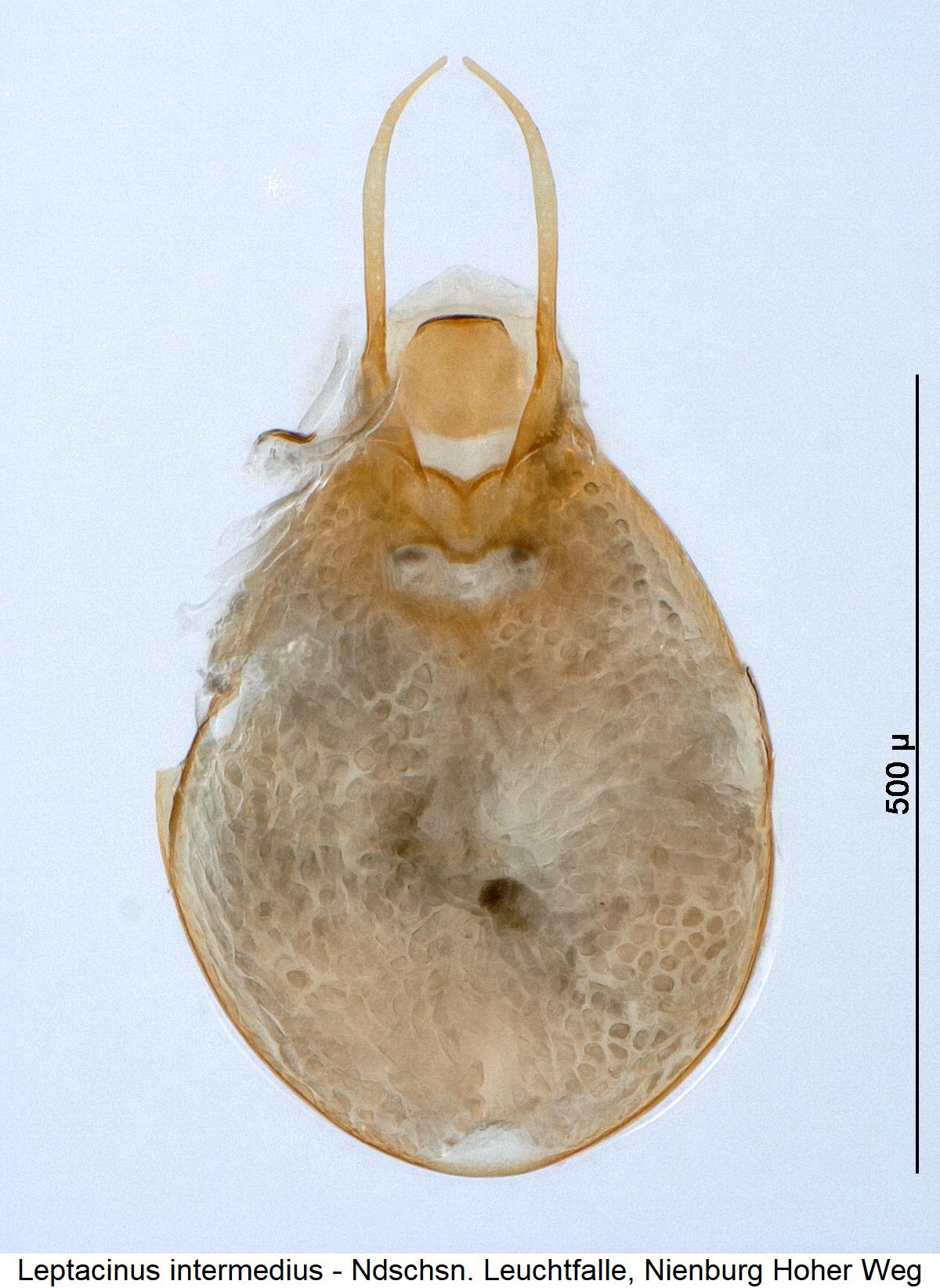 leptacinus_intermedius2.jpg