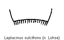 leptacinus_sulcifrons_sternit.gif