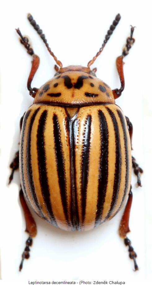 leptinotarsa_decemlineata_hab.jpg
