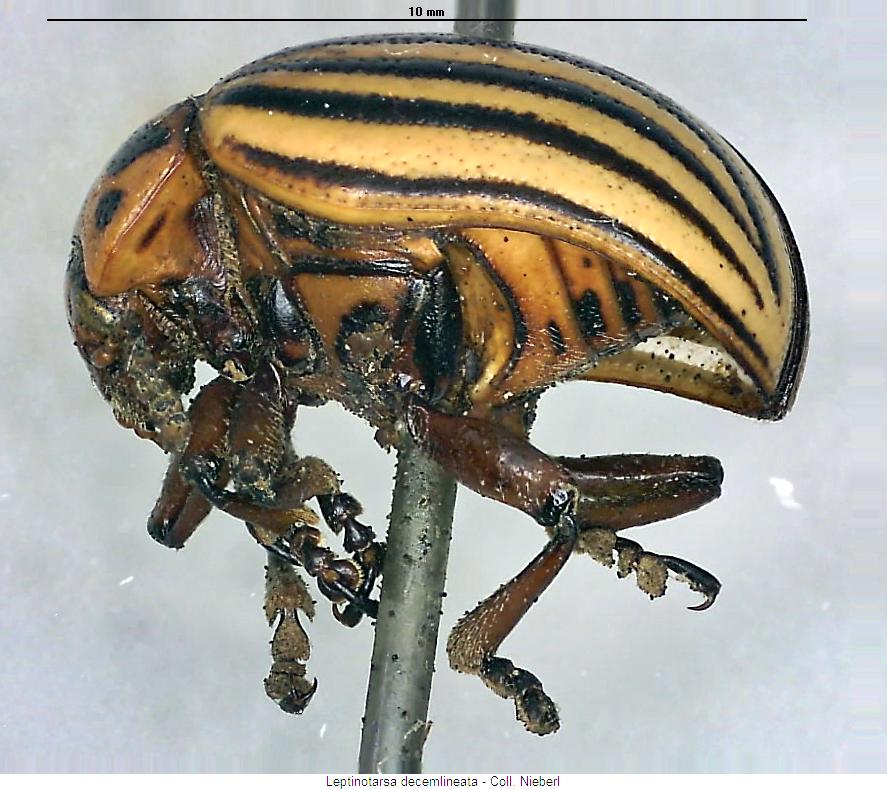 leptinotarsa_decemlineata_us.jpg