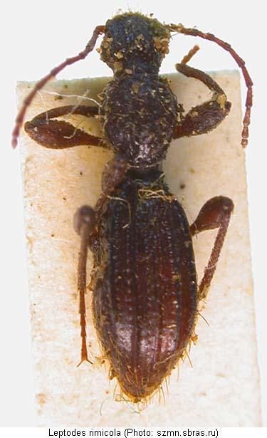 leptodes_rimicola_hab.jpg